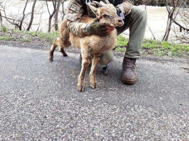 Jandarma, terör operasyonu sırasında bulduğu yaralı dağ keçisini kurtardı