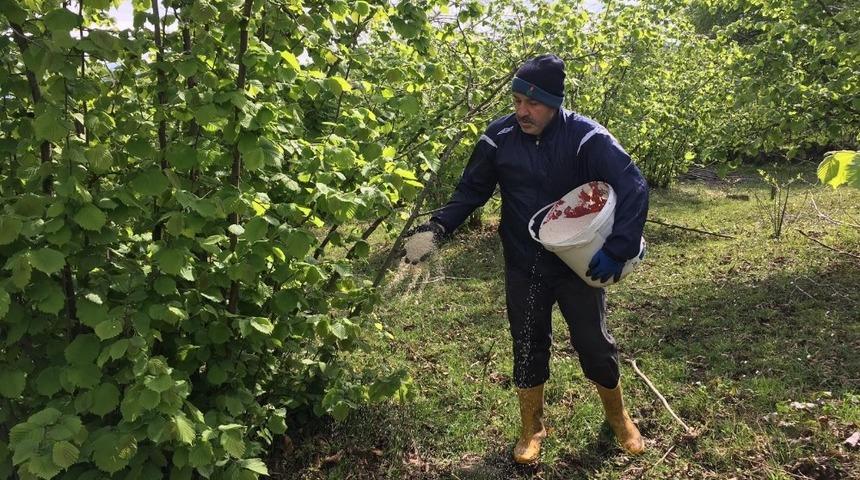 Fındık &uuml;reticisi bakım i&ccedil;in bah&ccedil;ede