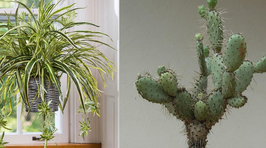 Kimse fark etmemişti!Uyumanıza yardımcı oluyor