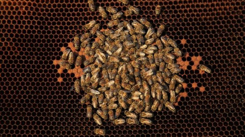 Arılarını kontrole gittiğinde fark etti! '35 yıldır bu işi yapıyorum, ilk kez karşılaştım'