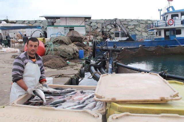 Türkiye’de son 10 yılda denizlerde avlanan balık miktarı azalırken, iç sularda ve denizlerde yetiştirilen kültür balığı arttı