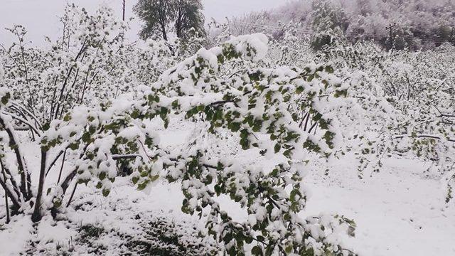 Karadeniz’e yağan kar fındık üreticisini korkuttu