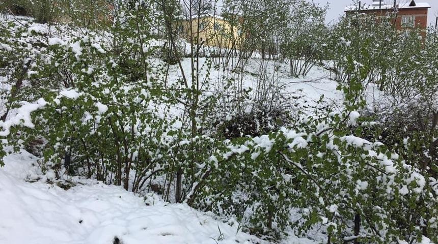 Karadeniz’e yağan kar fındık üreticisini korkuttu