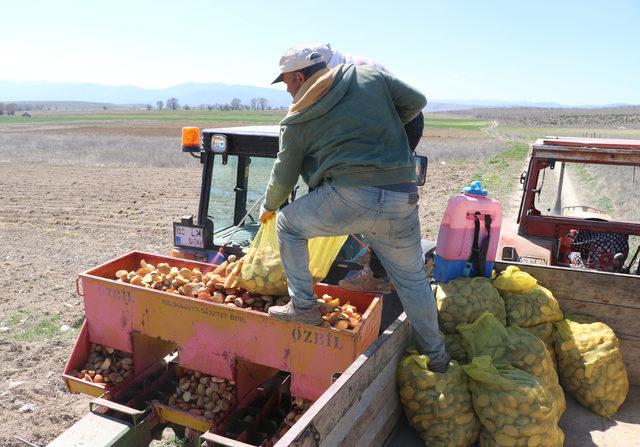 Sandıklı'da üretici, patates ekimine yöneldi