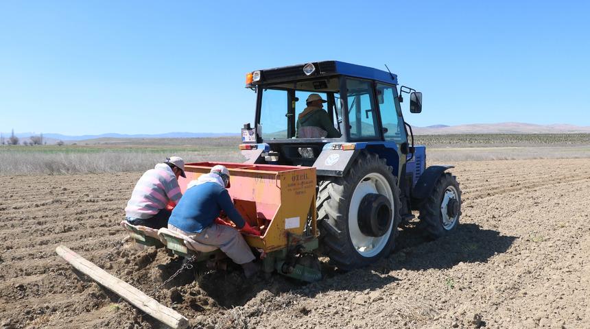 Sandıklı'da üretici, patates ekimine yöneldi