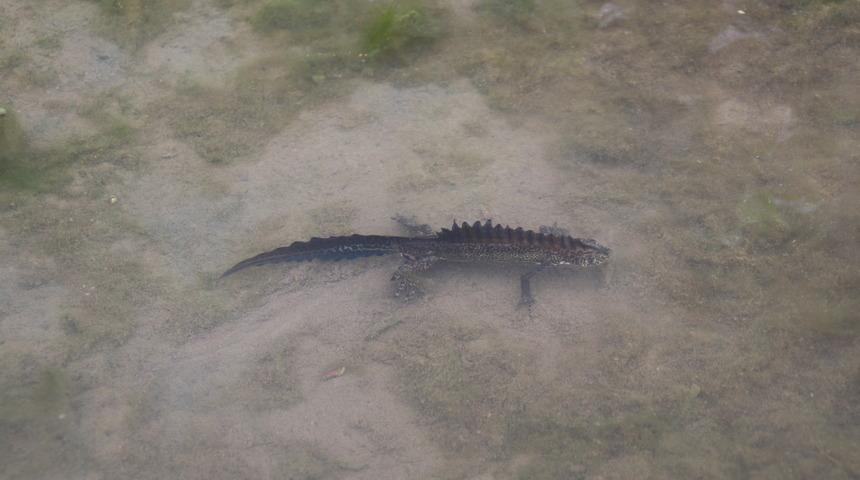 Rize'de görülen kuzey şeritli su semenderinin yaşam alanı korunacak