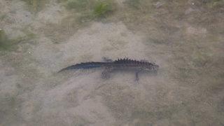 Rize'de görülen kuzey şeritli su semenderinin yaşam alanı korunacak