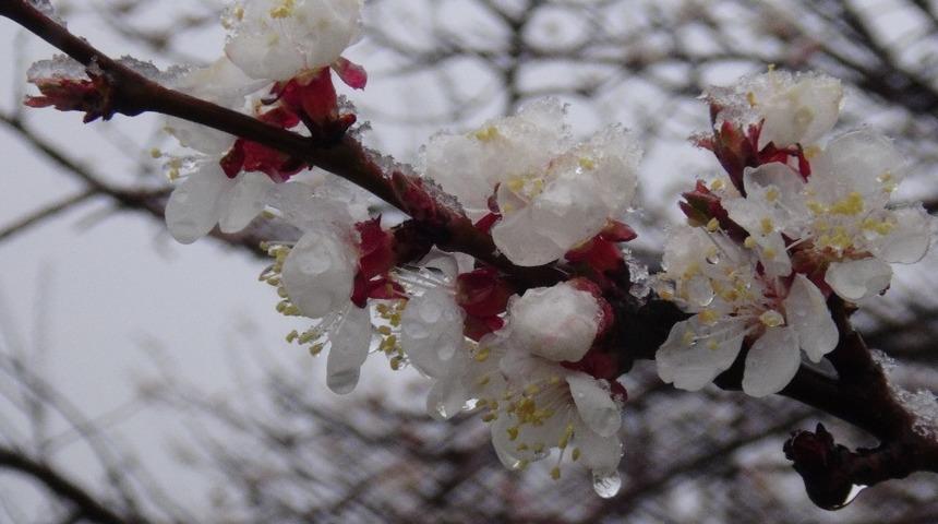 Kar yağışı kayısı üreticisini düşündürüyor