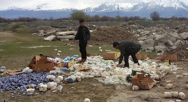 (Özel Haber) Çevreye gelişi güzel atılan bozulmuş peynirler, koyunları telef etti