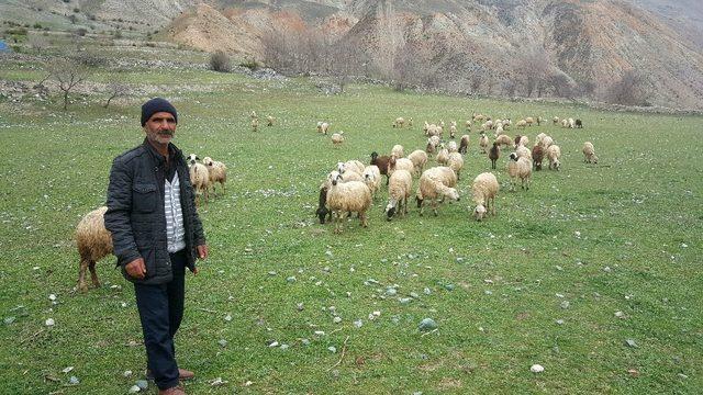 (Özel Haber) Çevreye gelişi güzel atılan bozulmuş peynirler, koyunları telef etti