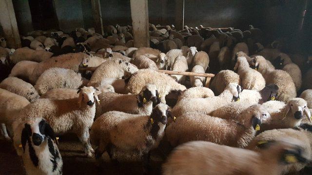 (Özel Haber) Çevreye gelişi güzel atılan bozulmuş peynirler, koyunları telef etti