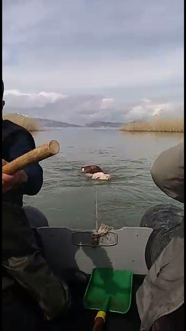 Van’da göle kaçan ineği balıkçılar kurtardı