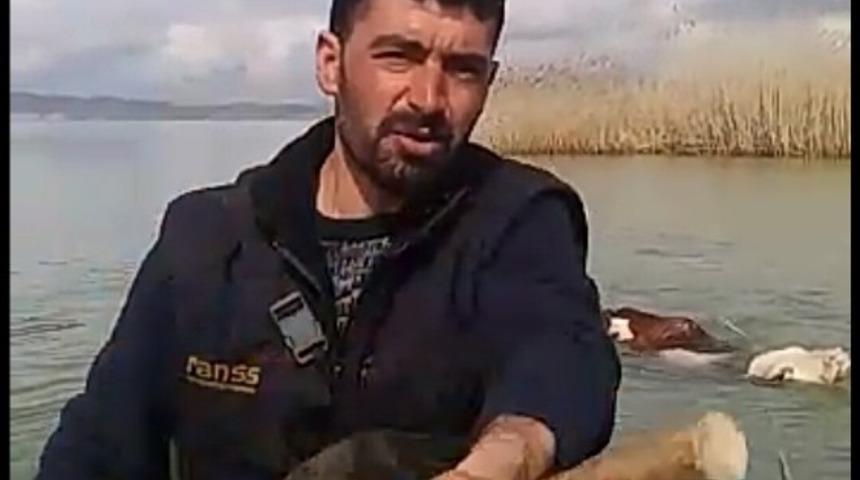 Van&rsquo;da g&ouml;le ka&ccedil;an ineği balık&ccedil;ılar kurtardı