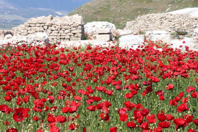 Antik Kent Laodikya, kır çiçekleriyle rengarenk