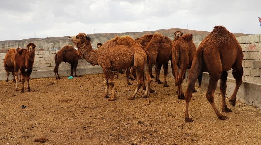 Şampiyon develer g&uuml;reşe hazırlanıyor