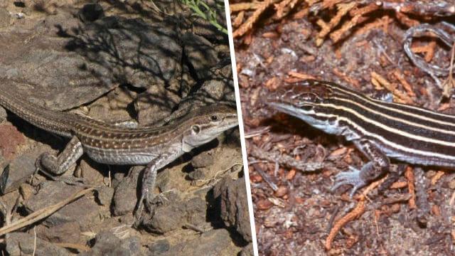 Lezbiyen kertenkelenin nesli tükeniyor!