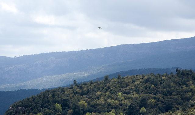 Tazı Kanyonu'nda drone uçuşları, endemik kuşları kaçırıyor