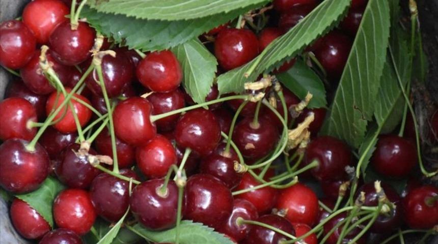 Türkiye kiraz ihracatında hedef büyüttü