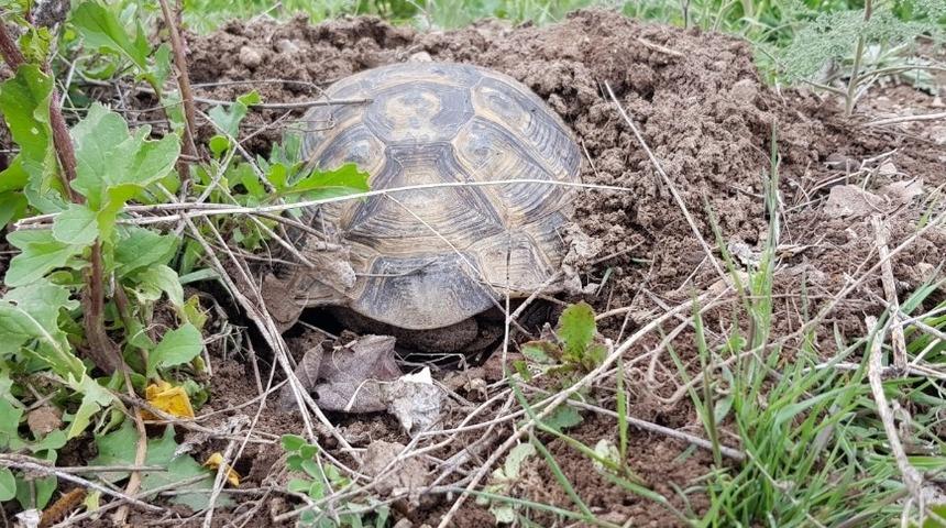 Toprağı kazarak ısınmaya çalışan kaplumbağa görenleri şaşırttı
