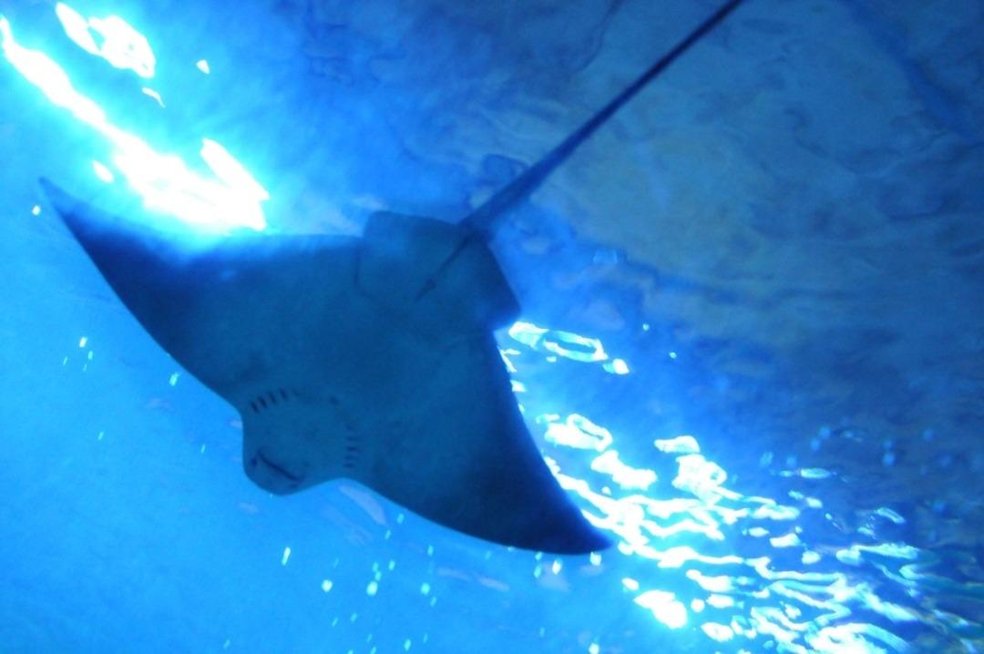 Ke&ccedil;i&ouml;ren&rsquo;de teleferik ve deniz d&uuml;nyası &ccedil;ocuklara &uuml;cretsiz