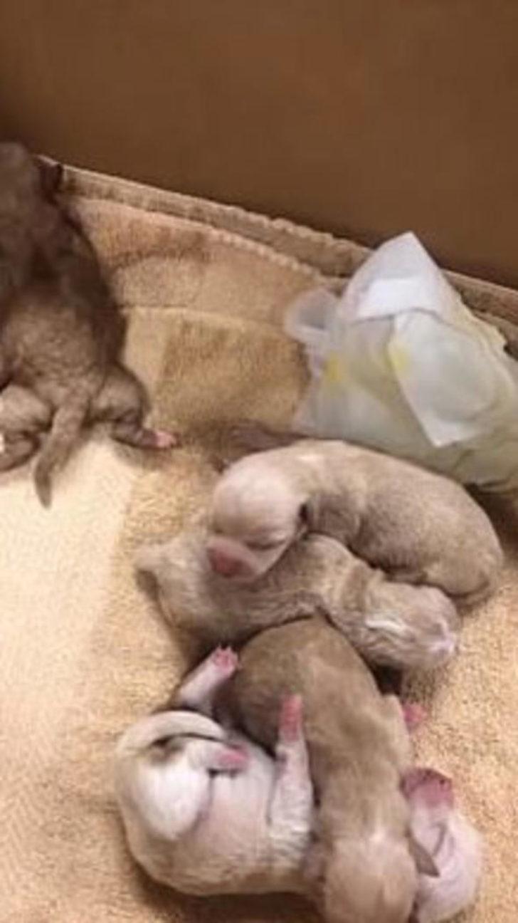 Bu görüntüye tepki yağıyor! Poşete koyup çöpe attı! G2