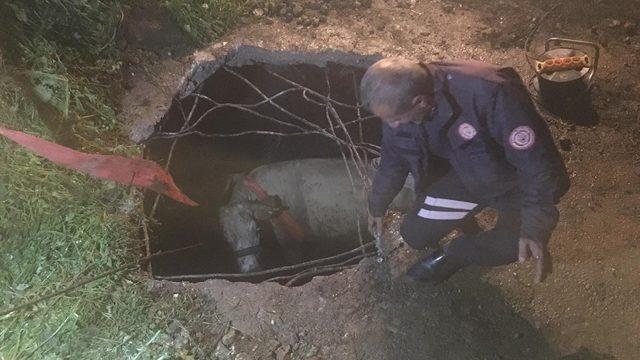 Nusaybin’de foseptik çukuruna düşen inek kurtarıldı