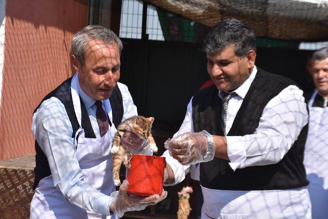 Edirne'de kedilere 500 kilo ciğer dağıtıldı