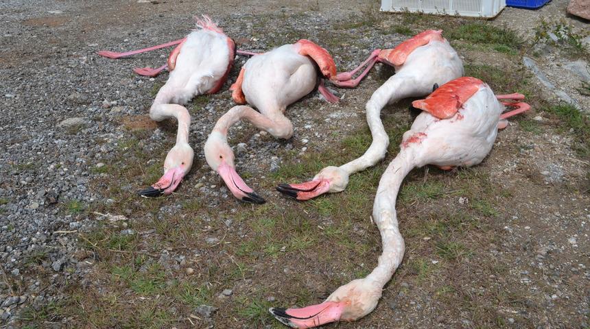 Aksaray'da 4 flamingo &ouml;ld&uuml;r&uuml;ld&uuml;