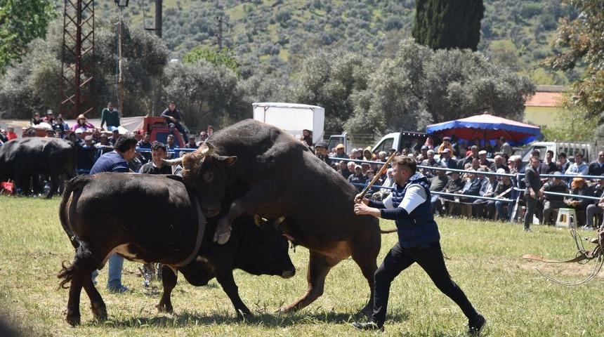 Milas&rsquo;ta boğalar g&uuml;reşti