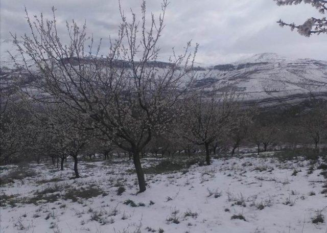 Malatya’da çiçek açan kayısı ağaçlarını kar vurdu