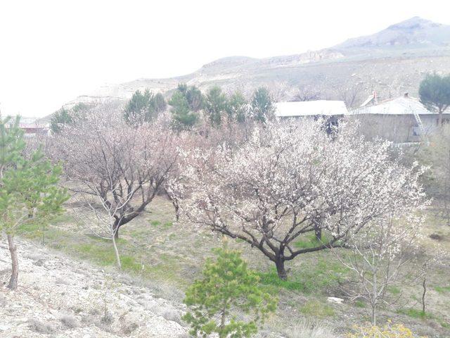 Soğuk hava kayısıyı vurdu