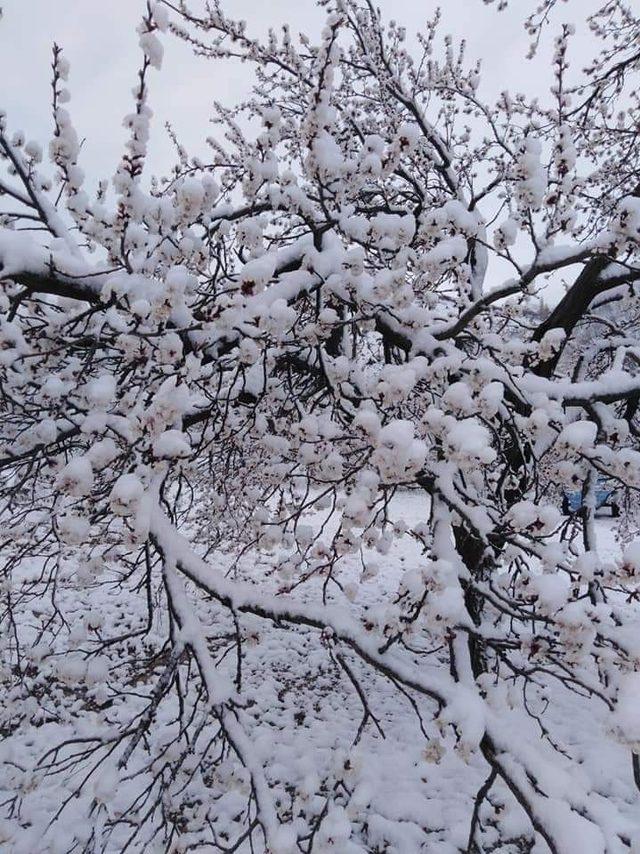 Soğuk hava kayısıyı vurdu