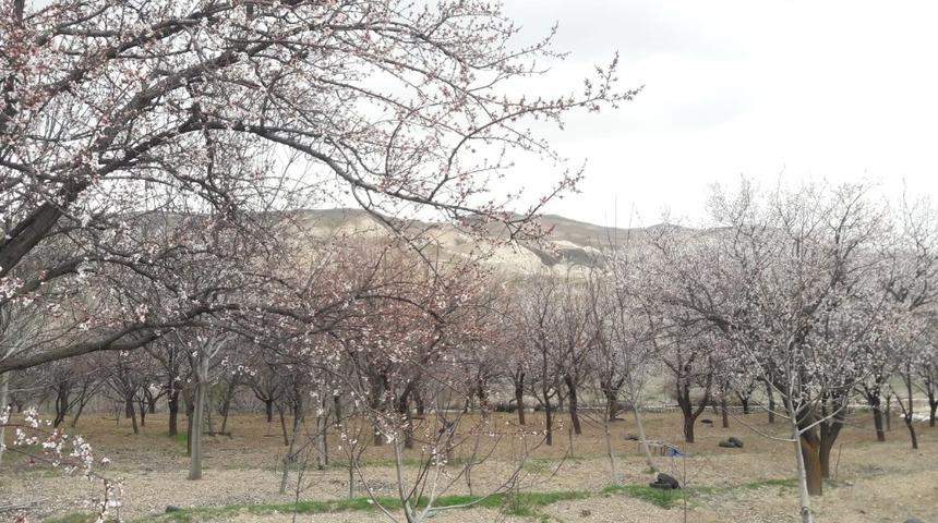 Soğuk hava kayısıyı vurdu