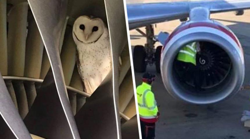 Mühendisler buldu! Uçağın motorunda uyuya kalmış