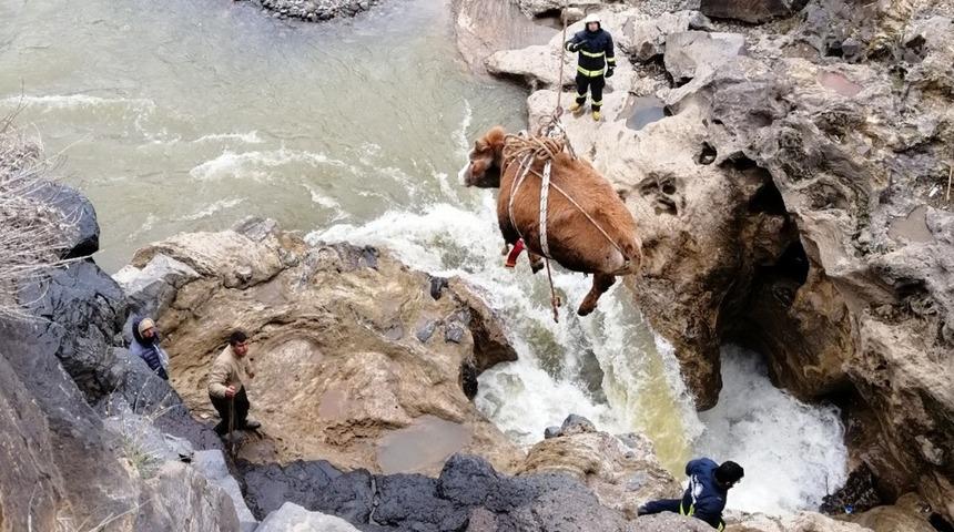 Tarihi k&ouml;pr&uuml;den d&uuml;şen hayvan kurtarıldı