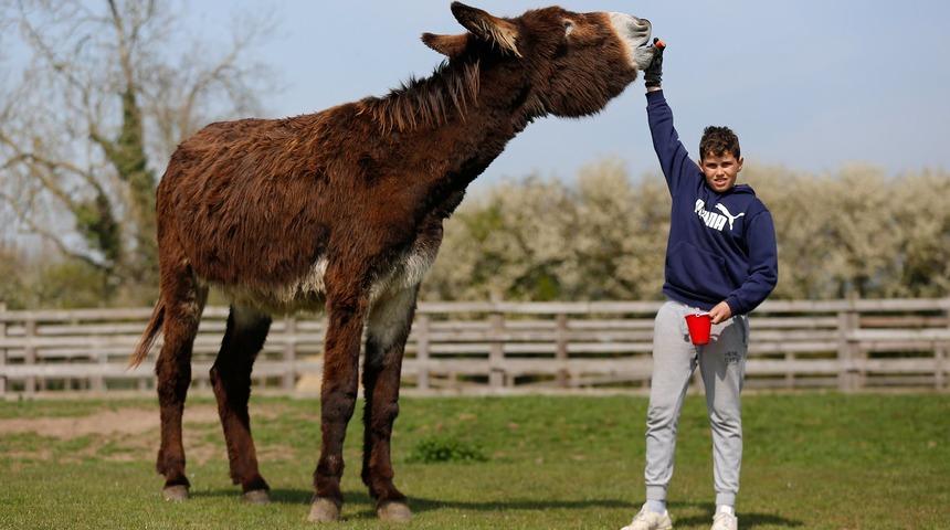 2 metrelik dev eşeği görenler inanamıyor!