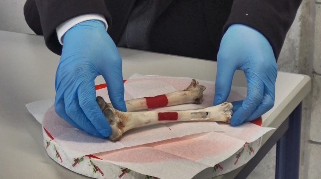 L&uuml;letaşı ve yumurta kabuğundan yapay kemik dokusu &uuml;retti