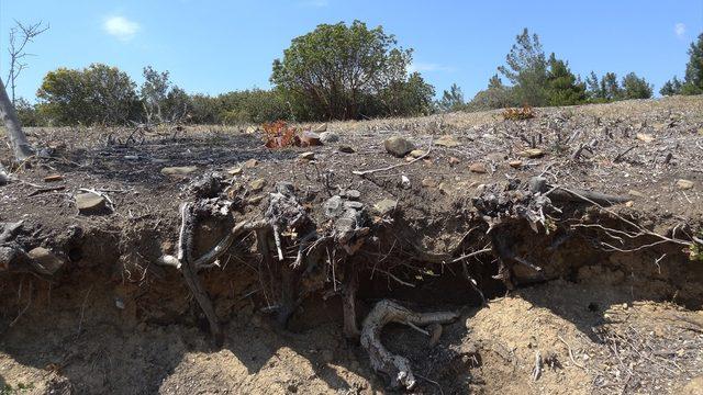 Anzak siperleri 104 yıl sonra ortaya çıkarıldı 