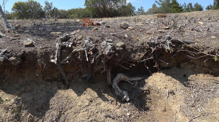 Anzak siperleri 104 yıl sonra ortaya çıkarıldı 