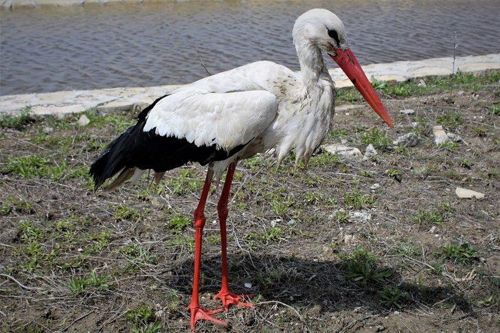 Özgürlük için gün sayıyorlar G2