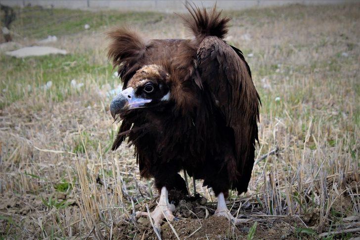 Özgürlük için gün sayıyorlar G3