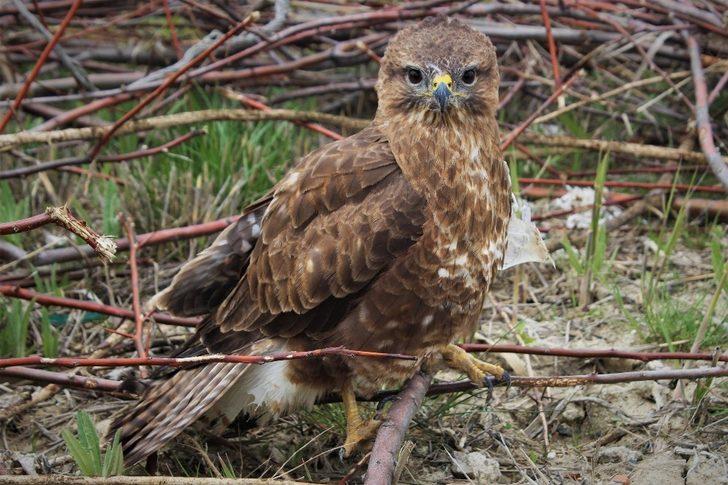 Özgürlük için gün sayıyorlar G4