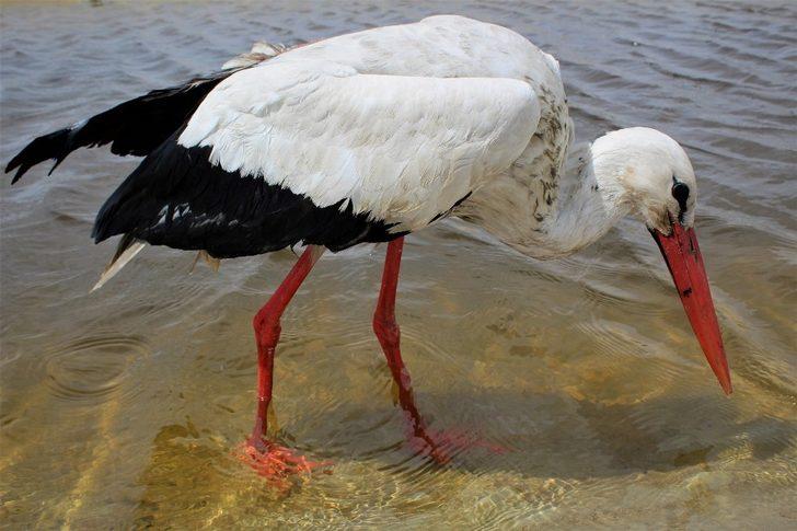 Özgürlük için gün sayıyorlar G5