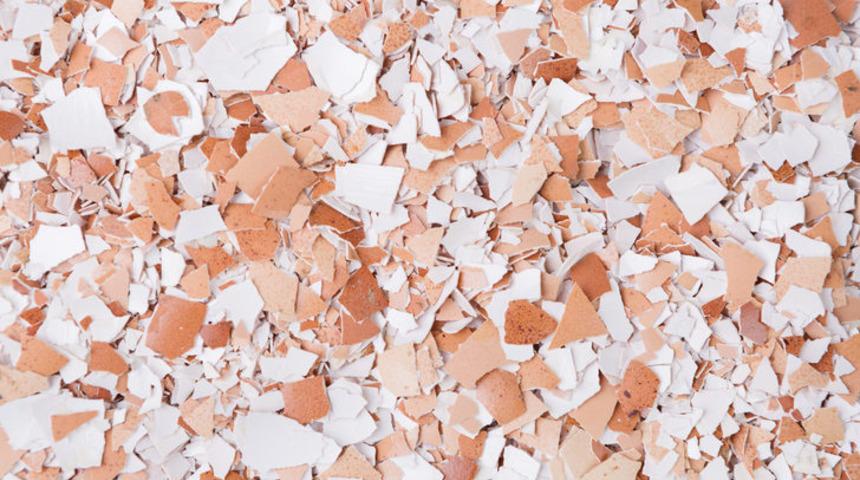 Kemik erimesine karşı kalkan: Yumurta kabuğu k&uuml;r&uuml;