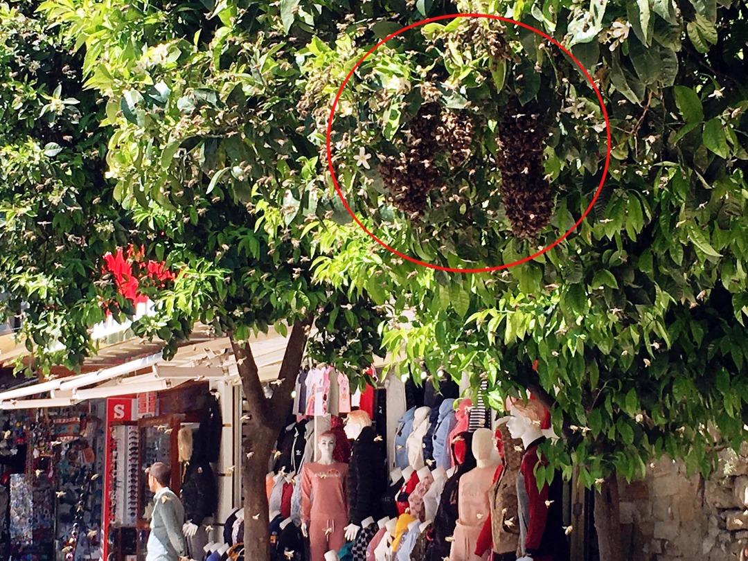 Kuşadası'nda korkutan g&ouml;r&uuml;nt&uuml;! Kimsenin yaklaşmasına izin verilmedi