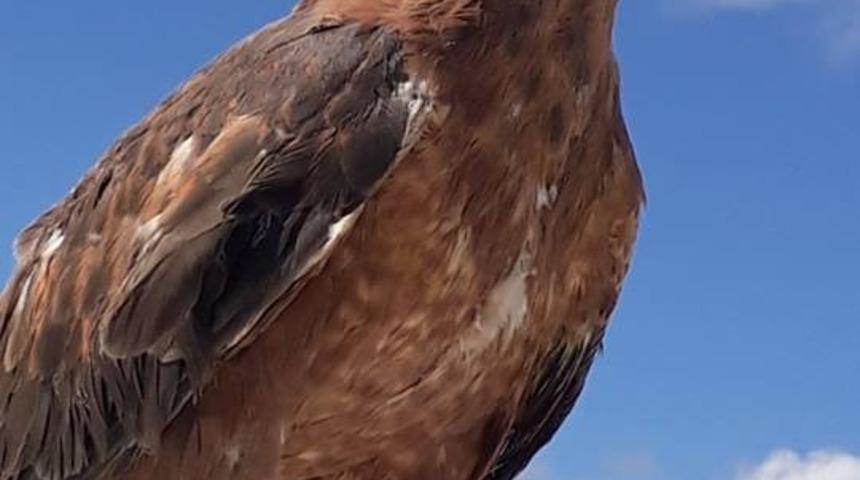 Tedavisi tamamlanan kızıl şahinler doğal ortamına bırakıldı