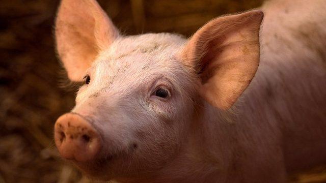 Bulgular beyin hasarını giderecek yeni tedavilerde kullanılabilir