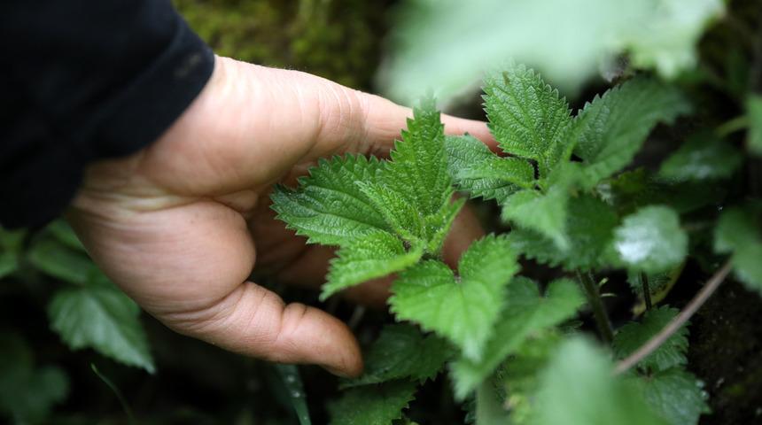 Isırgan otu ile gelen güzellik
