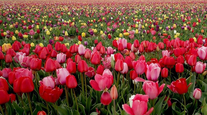 Turistler lale tarlasına akın etti