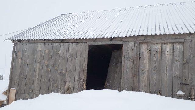 Kış uykusundan uyanan ayılar, yayla evlerine hasar verdi